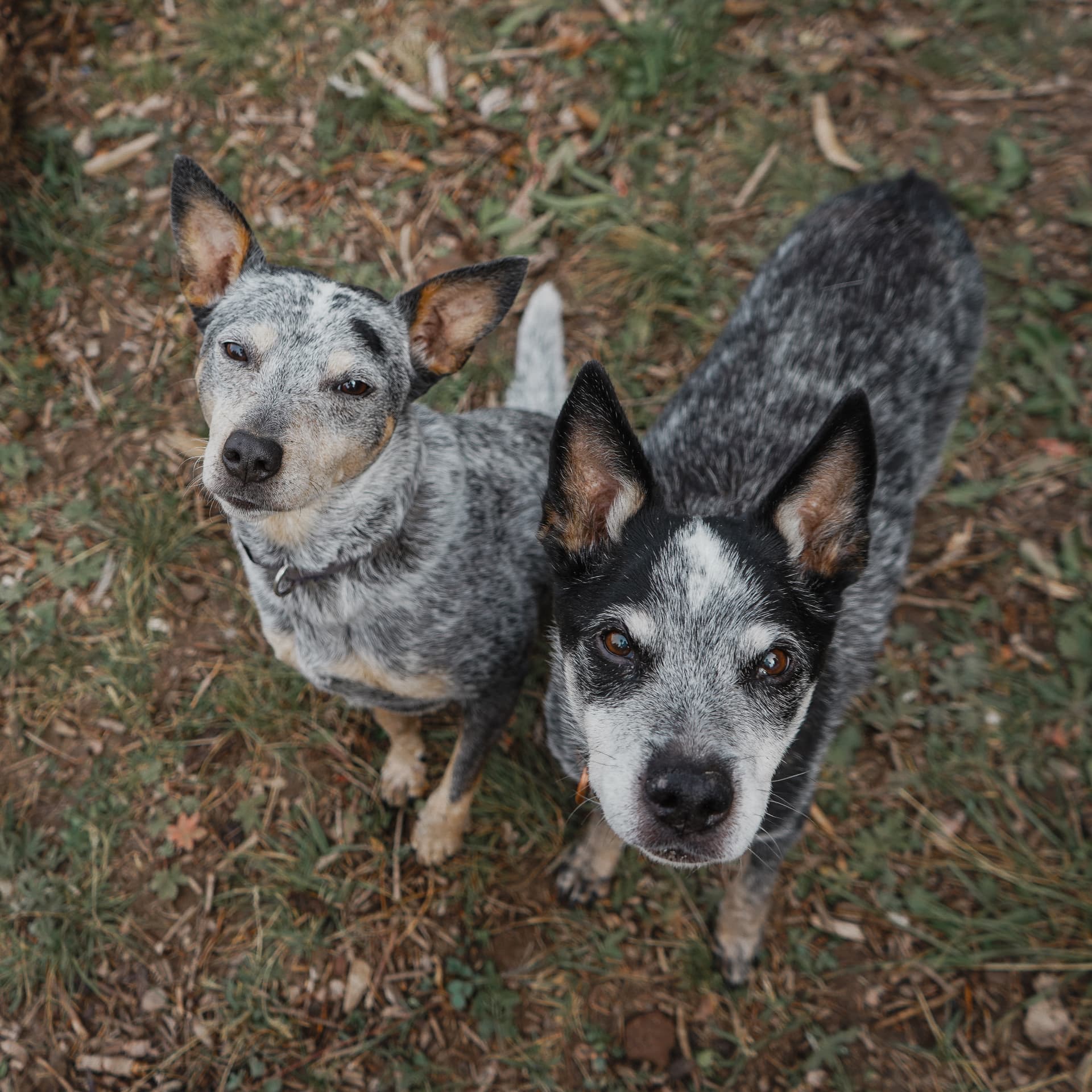 Two Australian Cattle Dogs looking up at the camera